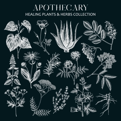 Apothecary plant sketches set on chalkboard. Herbal remedies, medicinal plant, natural medicine hand-drawn vector illustration. Vinatge herbs botanical drawings. NOT AI genereted
